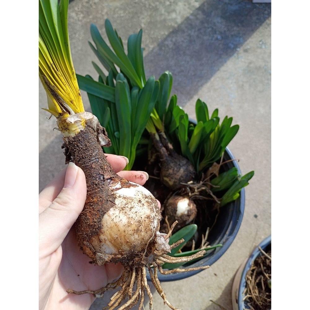 One(1)  X Large Spider Lilly Bulb Lycoris Pink Clumping Surprise Lily